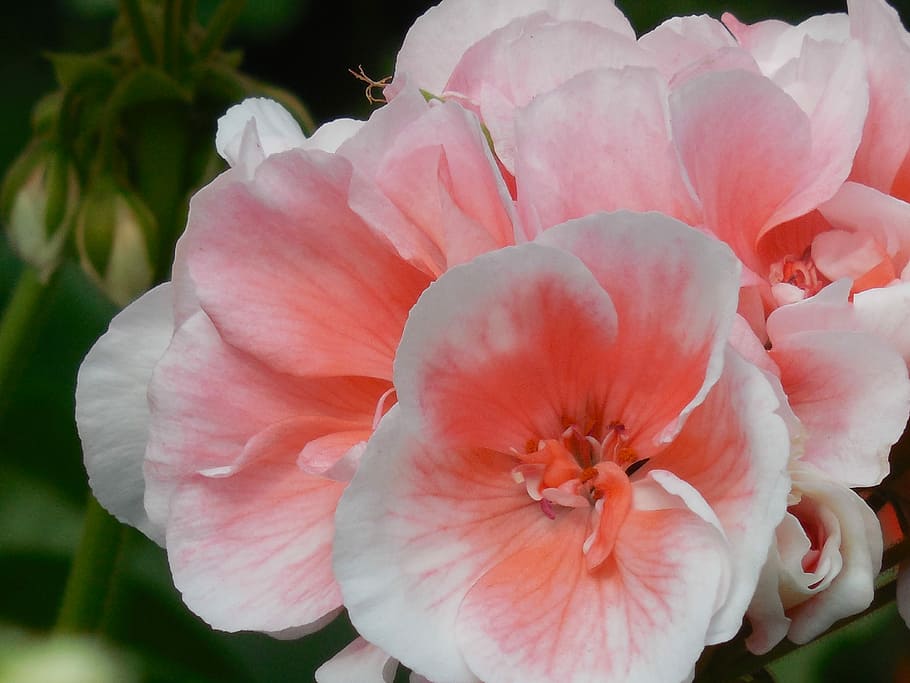 Bloom, Geranium, Flower, Blossom, Plant, floral, nature, spring HD wallpaper
