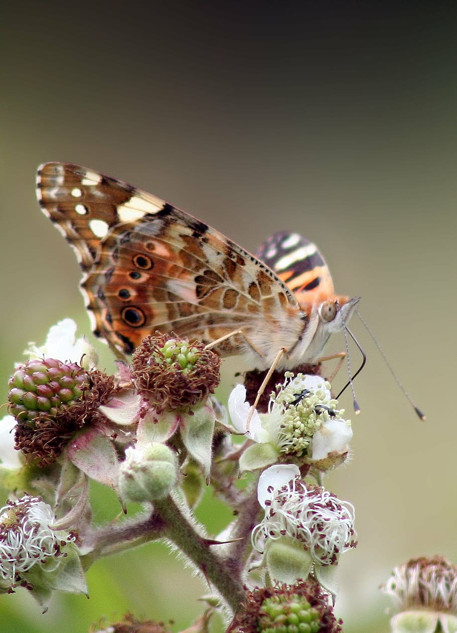 butterfly, macro, wild raspberry, insect, orange, wing, antennae HD wallpaper
