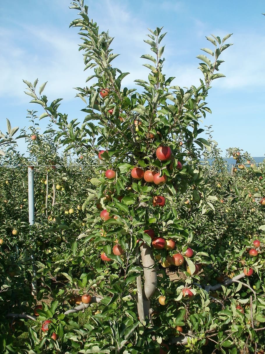 Apple Tree, Nature, Fruit, green, leaf, branch, garden, season HD wallpaper