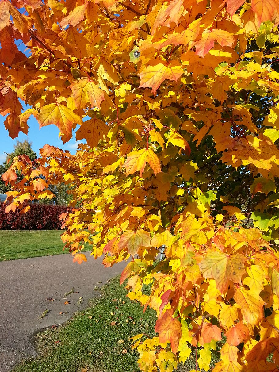 autumn, leaf, yellow, change, plant part, beauty in nature HD wallpaper