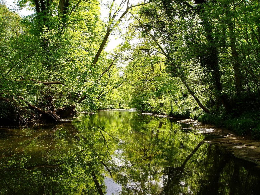 nature, river, trees, forest, outdoor, landscape, green, scenery HD wallpaper