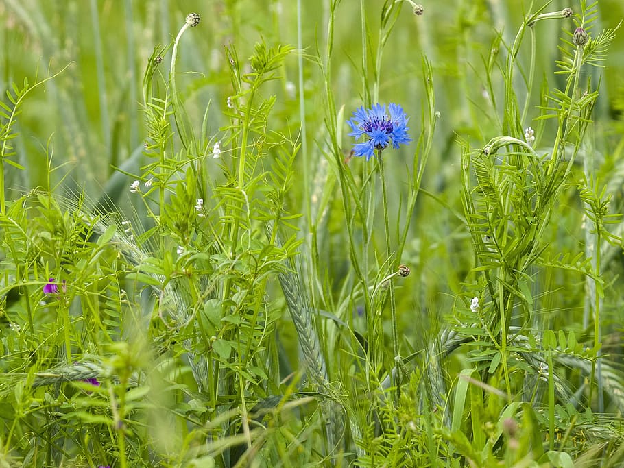 cornflower, blossom, bloom, plant, nature, summer, meadow, grass HD wallpaper