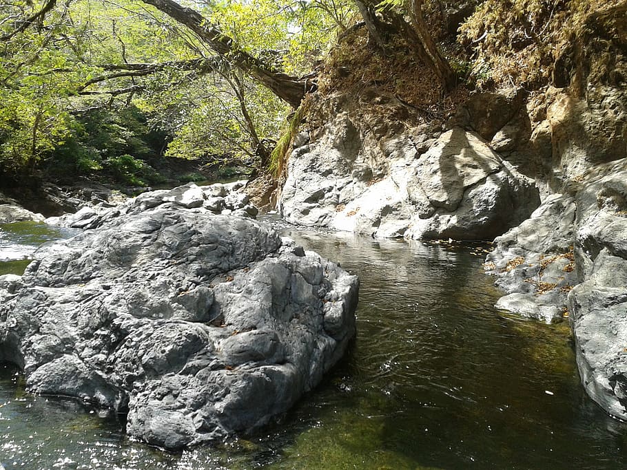 roche, water, nature, river, stream, waterfall, forest, tree HD wallpaper