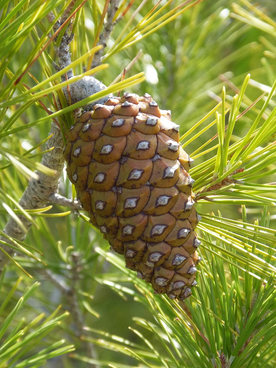 pineapple, pinnace, plant, growth, nature, close-up, green color HD wallpaper
