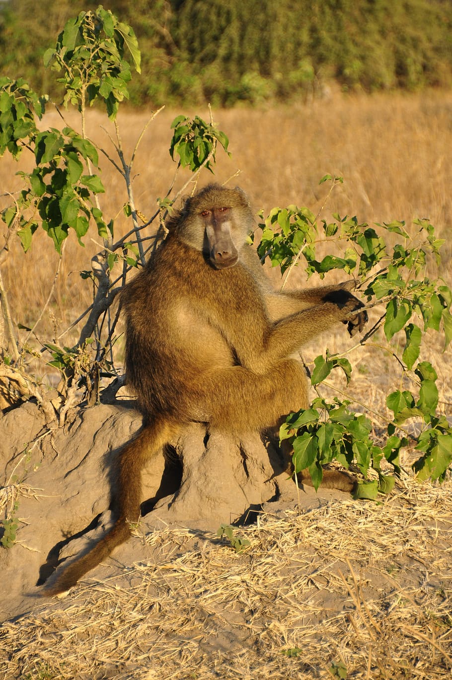 Baboon, Monkey, Sitting, monkey sitting, vigilant, botswana HD wallpaper