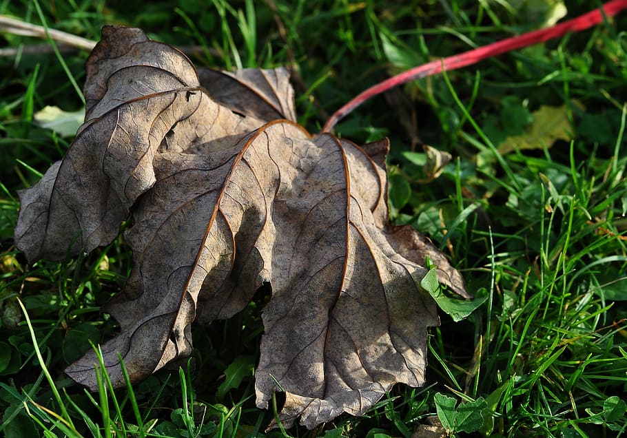 leaf, dried leaves, dry, autumn, nature, season, outdoors, forest HD wallpaper