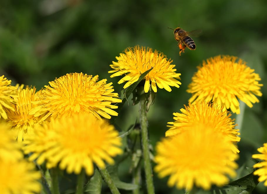 dandelion, bee, insecta, pollen, yellow, flower, spring, garden HD wallpaper