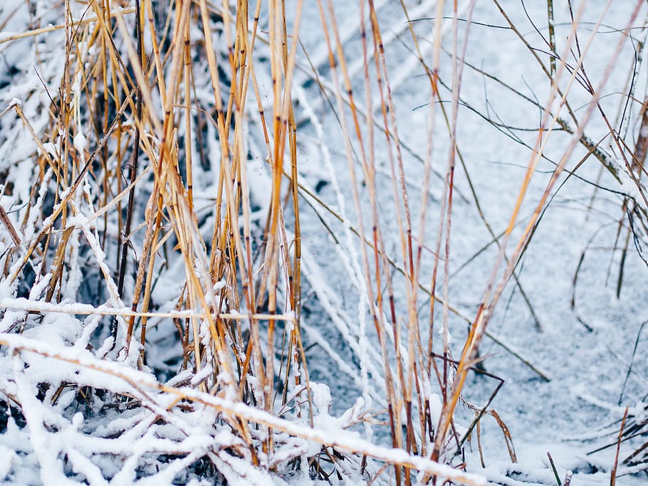 pond, winter, reed, withered, dry, snow, cold, frost, ice, water HD wallpaper