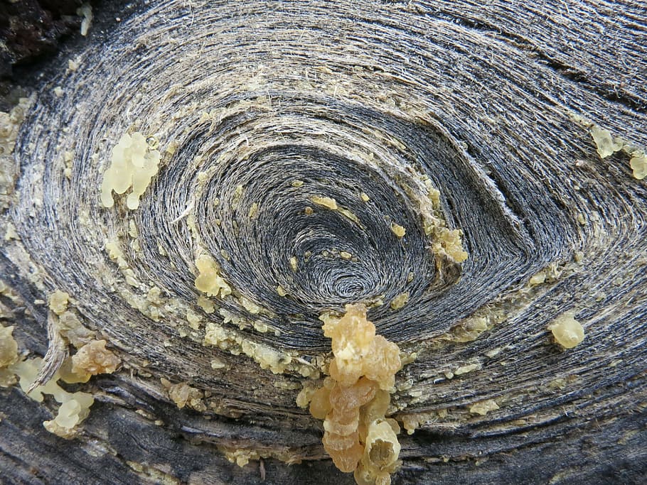 wood, structure, tenerife, circle, resin, tree, close-up, wood - material HD wallpaper