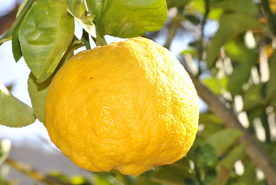 selective focus photo of lemon fruit, orange, citrine, food HD wallpaper
