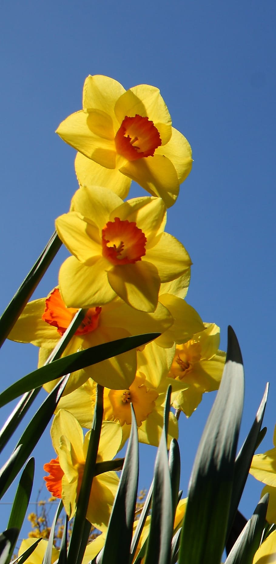 daffodil, flower, spring, yellow, colorful, flowering plant HD wallpaper