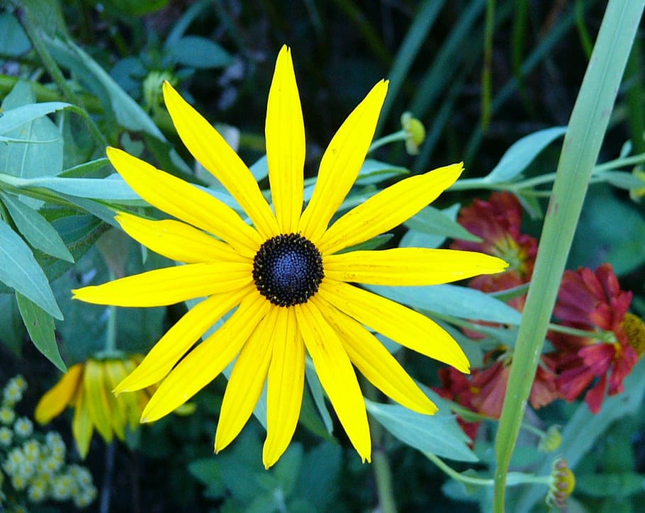 Large, Yellow, Flower, petal, fragility, growth, plant, flowering plant HD wallpaper