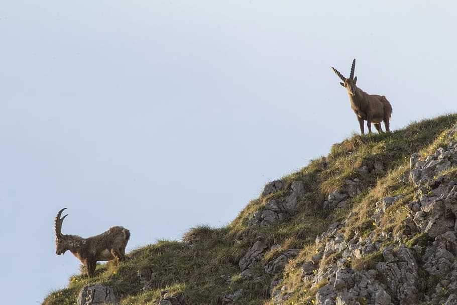 Capricorn, Alpine Ibex, Animal, mountains, rock, climb, mammal, HD wallpaper