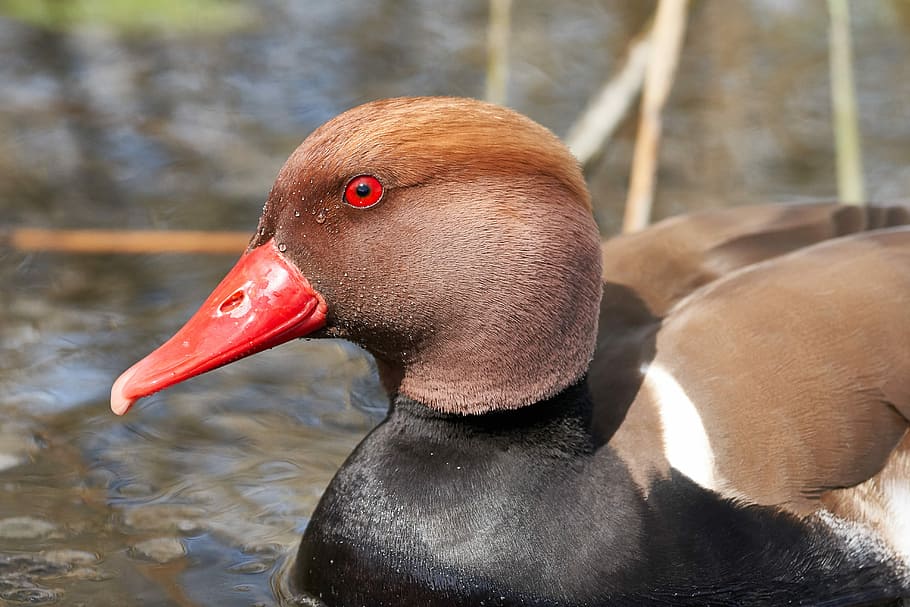 duck, bill, red, eye, waters, bird, nature, animal themes, animal wildlife HD wallpaper