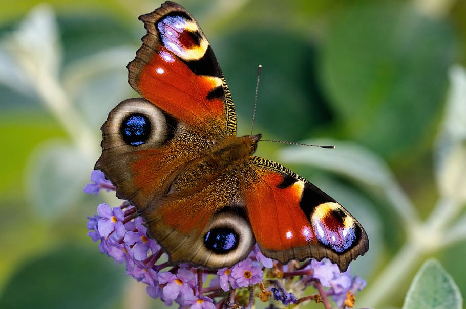 selective focus photography of red and brown butterfly perched on purple petaled flower HD wallpaper