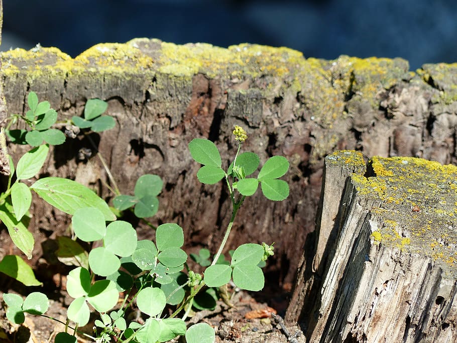 rotten, tree, stump, clover, plant, forest, wild, nature, season HD wallpaper