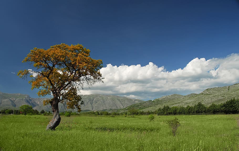 tree, nature, landscape, panoramic, grass, summer, cloud, field HD wallpaper
