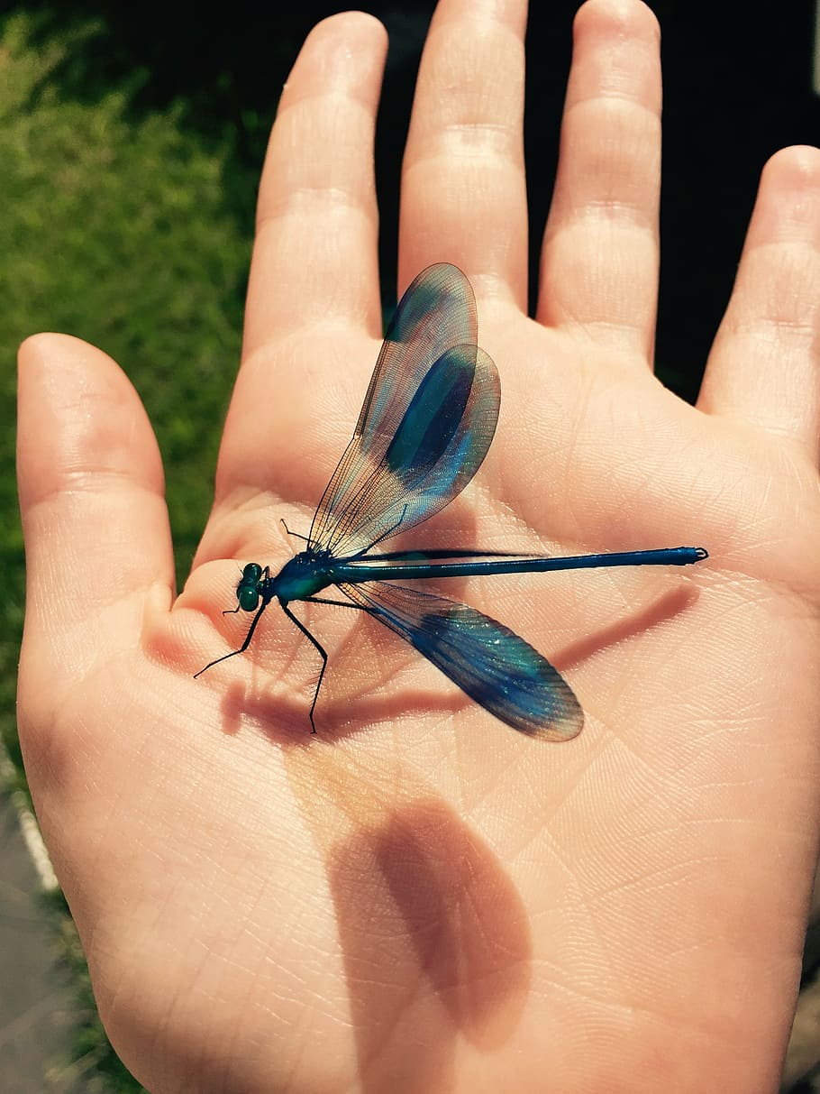 dragonfly, insect, nature, hand, blue, fauna, dragonflies, macro HD wallpaper