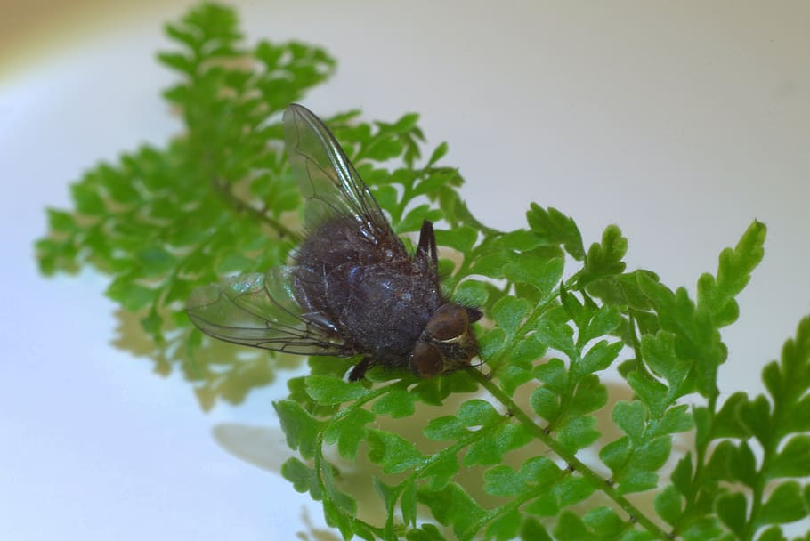 mucha, insect, closeup, macro, nature, green, plant, wings HD wallpaper