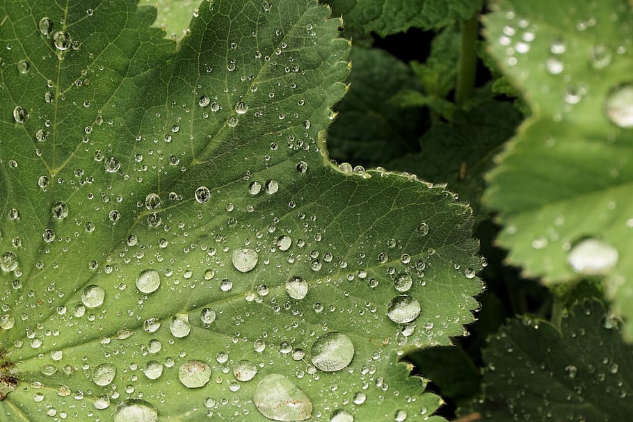 leaf, water, dew, drip, green, green leaf, raindrop, plant HD wallpaper