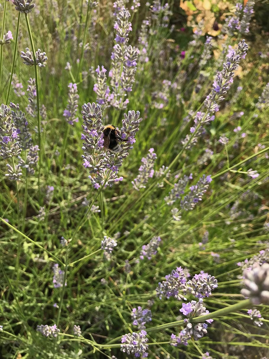 bumblebee, summer, lavender, insect, flowering plant, invertebrate HD wallpaper