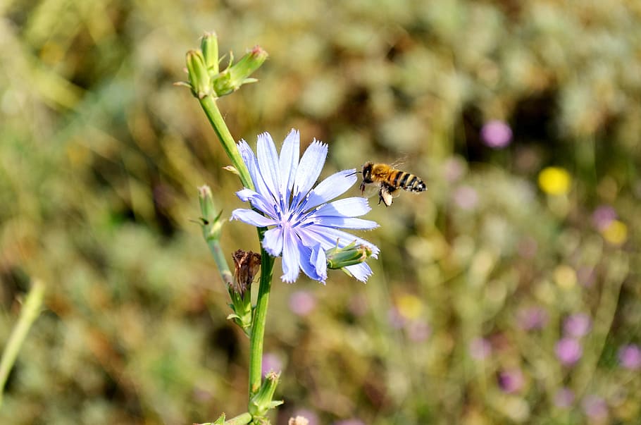 flower, bee, babu, nature, macro, spring flowers, plant, the leaves are HD wallpaper