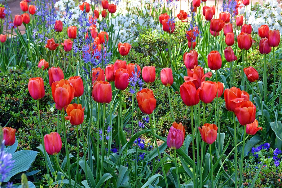 Tulips, Flowers, Spring, Nature, red, cut flowers, blossomed HD wallpaper