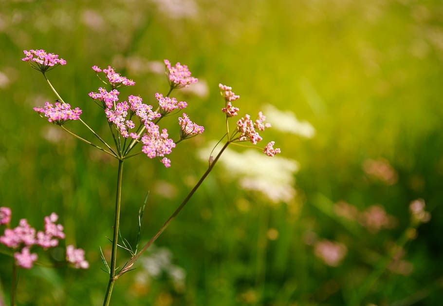 pink flowers in shallow focus shot, yarrow, summer, background HD wallpaper
