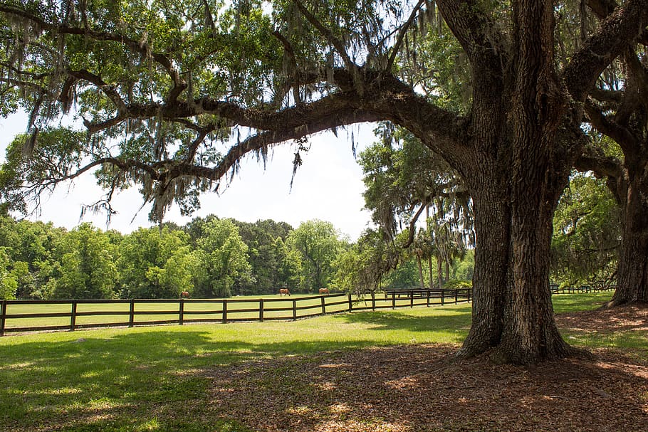 ancient oaks, horses, pasture, spanish moss, historical, pictorial