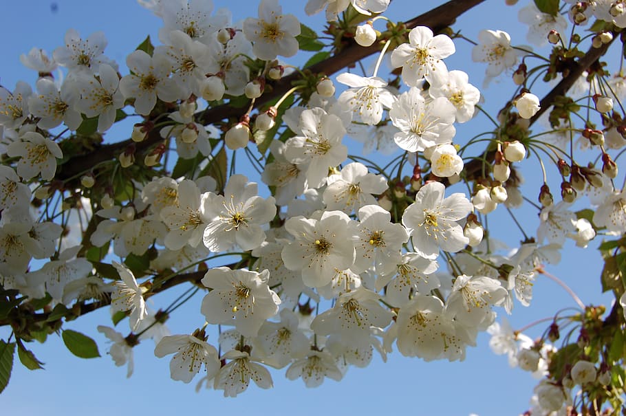 flowers, cherry, spring, tree, nature, white, branch, flowering plant HD wallpaper