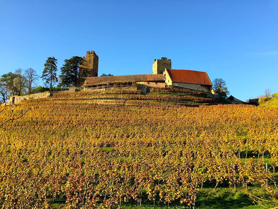 autumn, castle, mood, sky, clear sky, plant, architecture, nature HD wallpaper