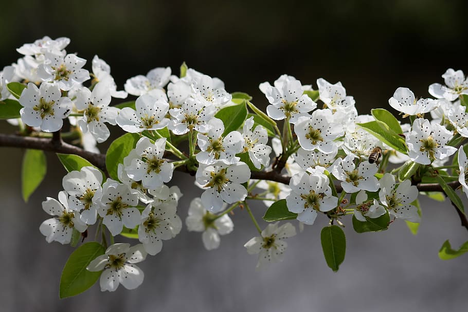 flowers, white, tree, fruit, casey, spring, flourished, flowering plant HD wallpaper