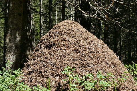 ants, anthill, forest, nature, tree, outdoors, plant, land HD wallpaper