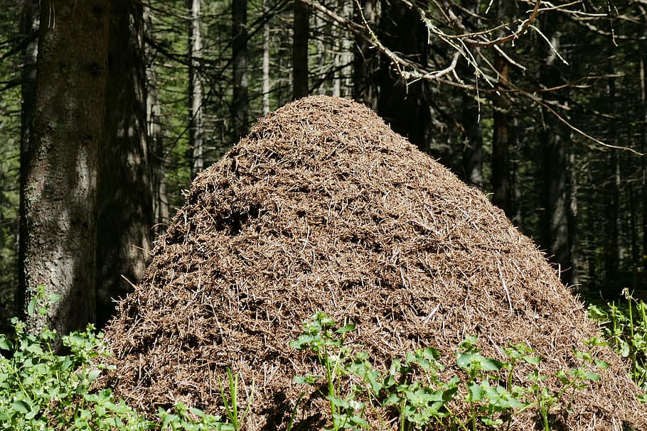 ants, anthill, forest, nature, tree, outdoors, plant, land HD wallpaper