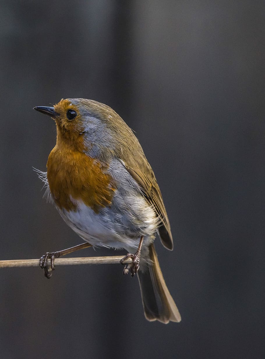 bird, robin, wildlife, perched, nature, birding, vertebrate HD wallpaper
