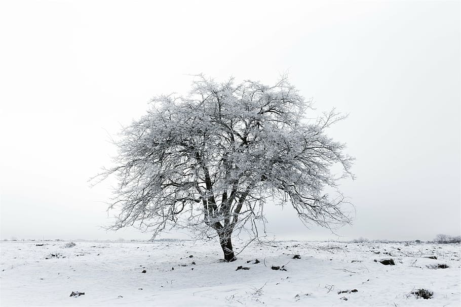 tree, winter, snow, ice, frozen, zing, branches, cold, cold temperature HD wallpaper