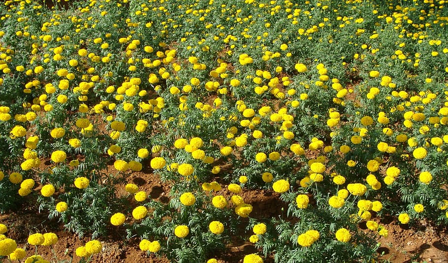 marigold, flowers, fields, golden, yellow, petals, gardens HD wallpaper