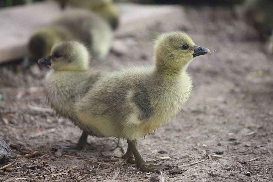 two yellow ducklings, geese, bab, bird, young, farm, animal HD wallpaper