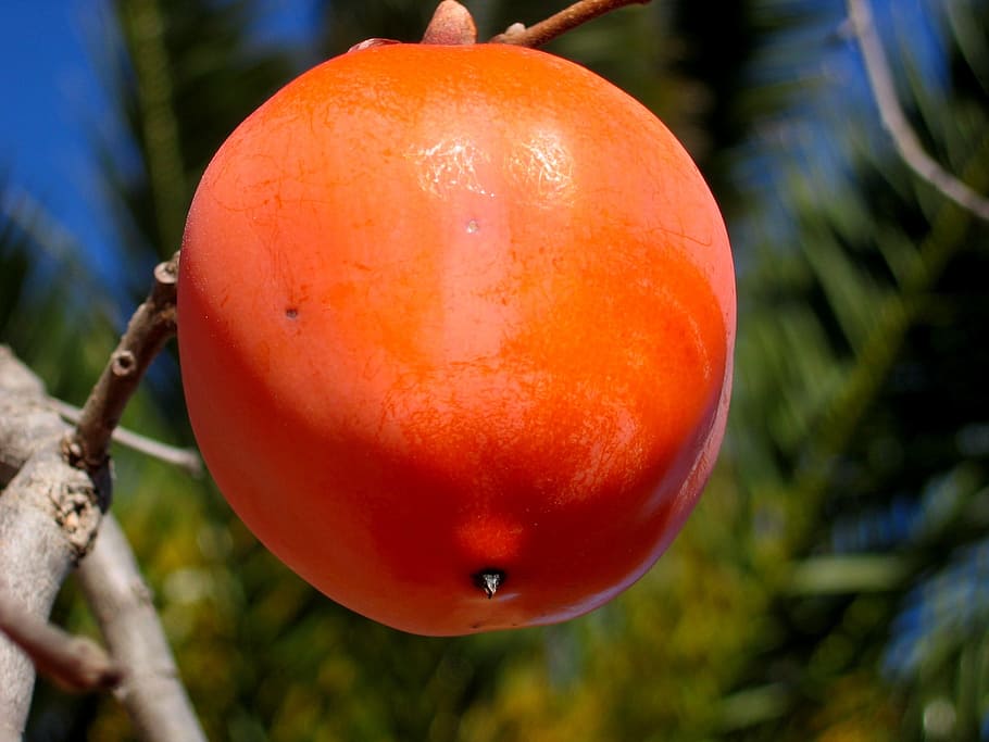 kaki, fruit, tree, nature, red, macro, vegetable, food, food and drink HD wallpaper