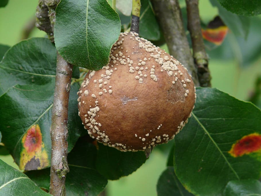 pear, putrid, moldy, crop failure, gymnosporangium fuscum, leaf disease HD wallpaper