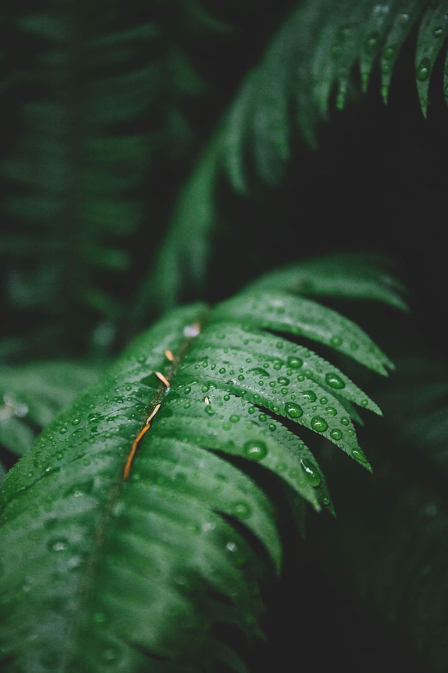 photo of green tree leaves, green plant leaves, leaf, water, drop HD wallpaper