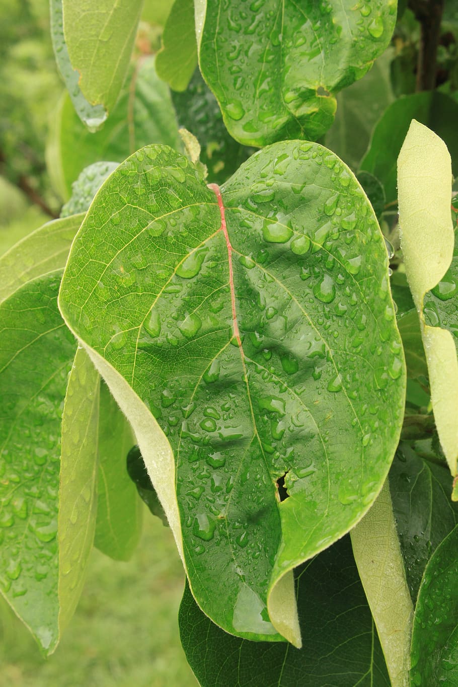 dew, droplets, drops, leaves, quince, rain, water, nature, leaf HD wallpaper