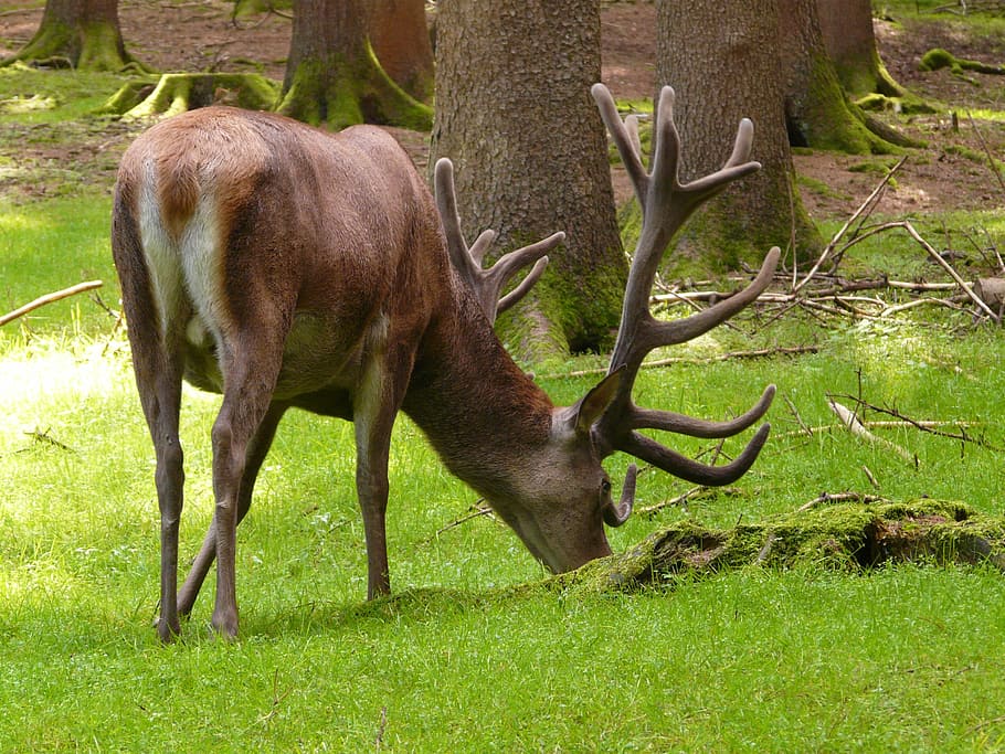 Red Deer, Hirsch, Animal, Antler, Graze, forest, food, meadow, HD wallpaper
