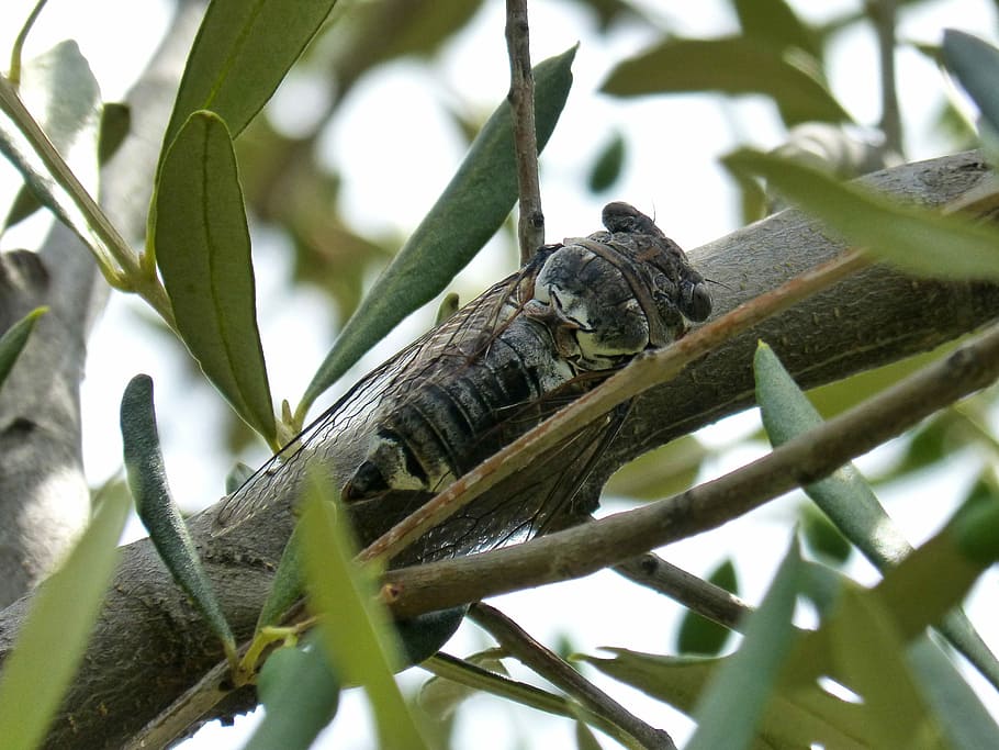 Cicada, Olive, i cicálido, summer cri-cri, crayfish, one animal, HD wallpaper