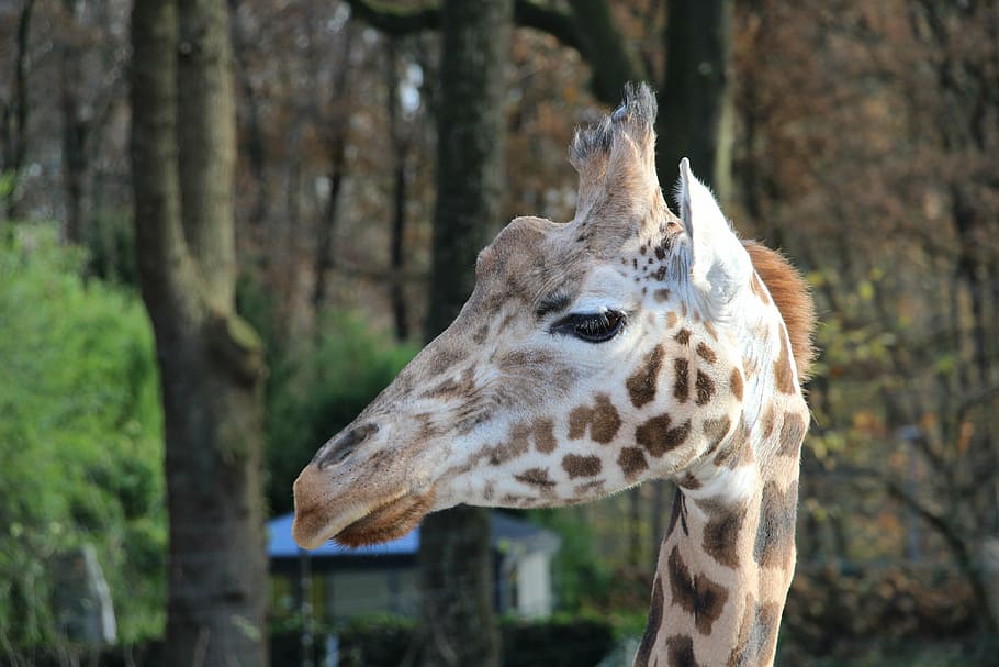 giraffe, animals, zoo, one animal, animal themes, animal wildlife HD wallpaper
