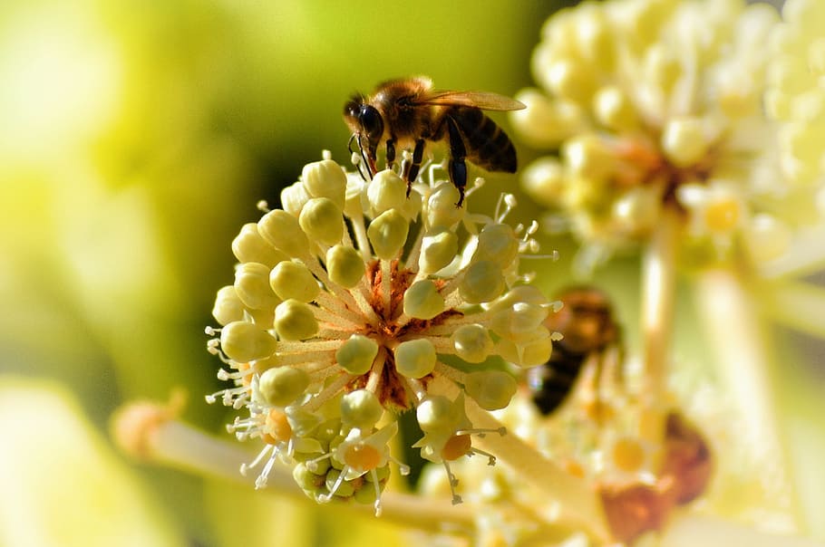 bee, pollinate, insect, pollen, pollination, honey, pollinating HD wallpaper
