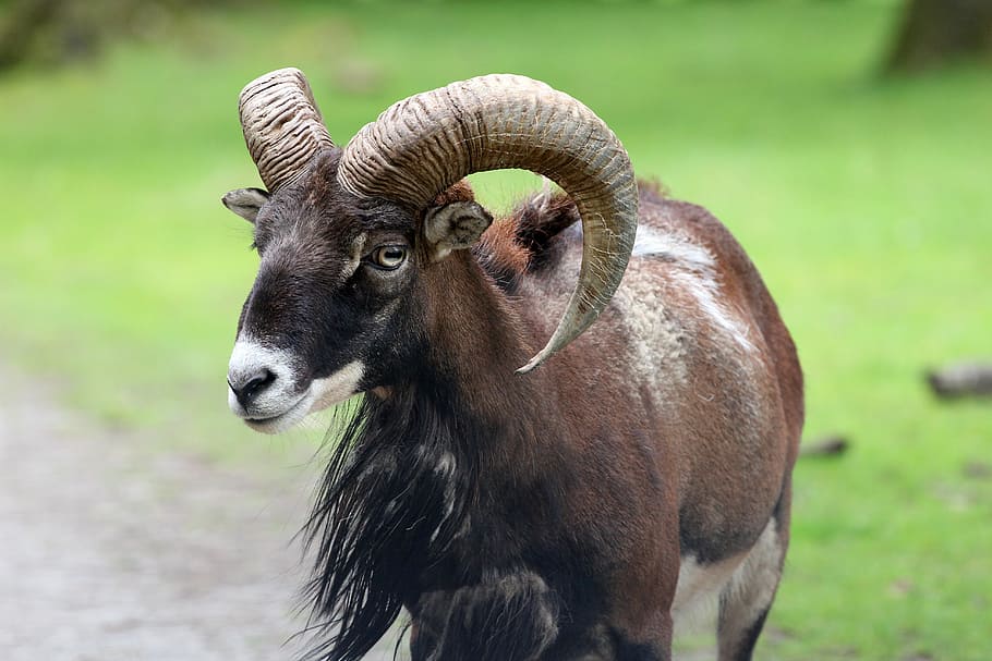 shallow focus photography of brown ram goat, billy goat, ungulate, HD wallpaper