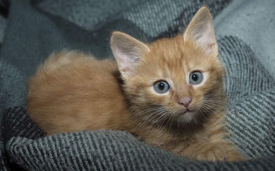 brown kitten on gray textile, cute, cat, animals, pet, mammals HD wallpaper