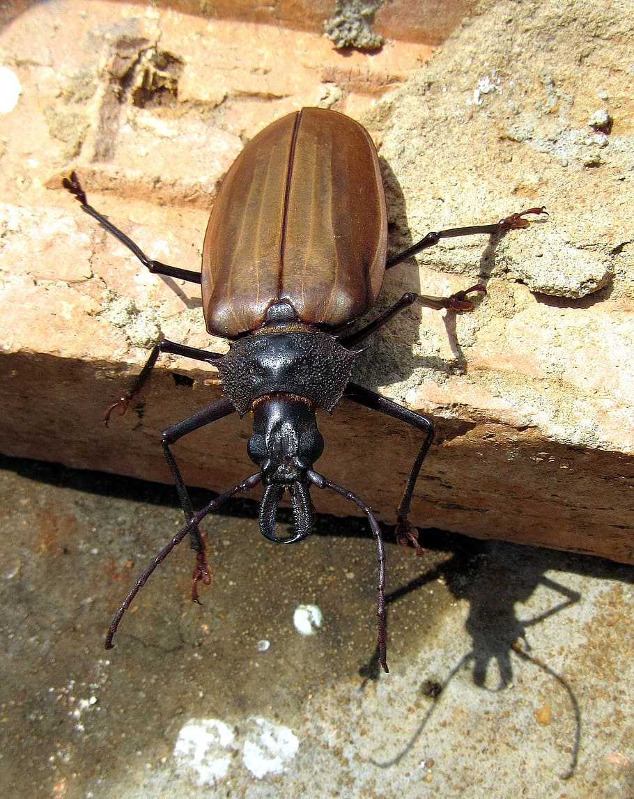 beetle, brown, claws, quotes, antennas, arthropod, environment HD wallpaper