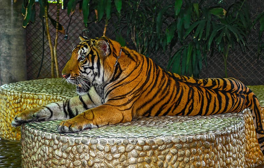 tiger, cat, portrait, feline, animal, animal themes, big cat HD wallpaper